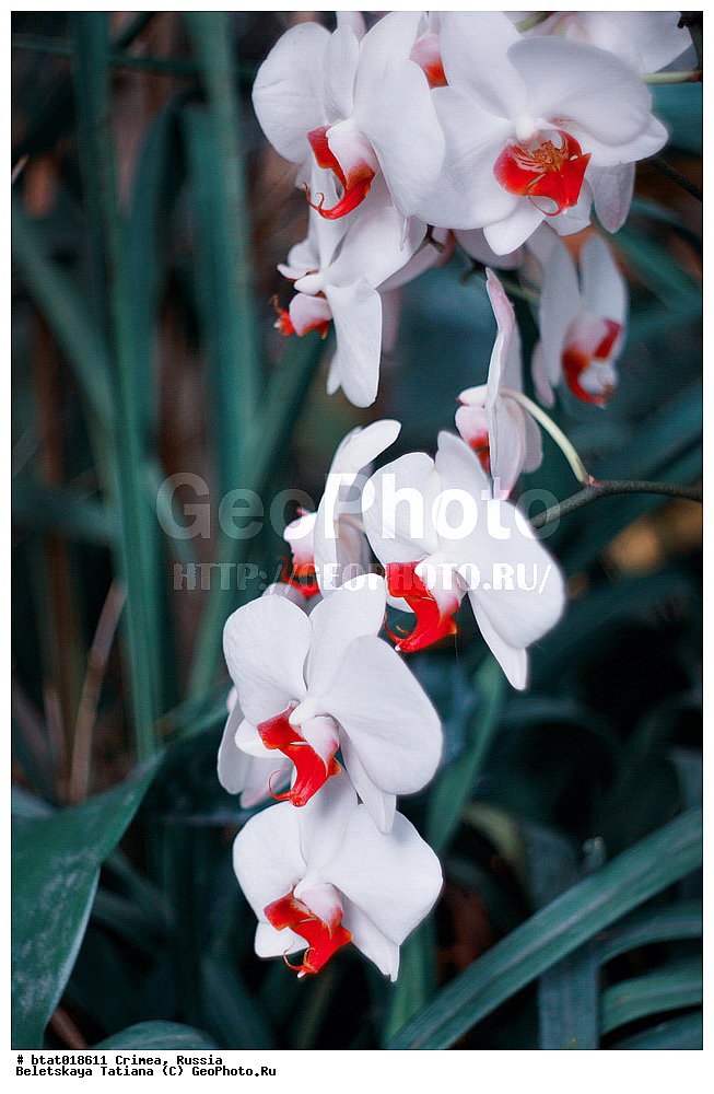 ������, ����, �������� ����������, ��� �������, �����, ��������, ��������, �����, ������ ��������, ���������� ��������, ��������� ��������, ���������, ����������� ��������, ������, �����, XYZ, ��������, ������������, �������, Orchidaceae, ����������, Phalaenopsis hybr.