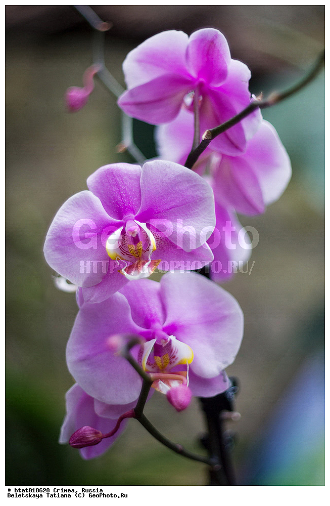 ������, ����, �������� ����������, ��� �������, �����, ��������, ��������, �����, ������ ��������, ���������� ��������, ��������� ��������, ���������, ����������� ��������, ������, �����, XYZ, ��������, ������������, �������, Orchidaceae, ����������, Phalaenopsis hybr.