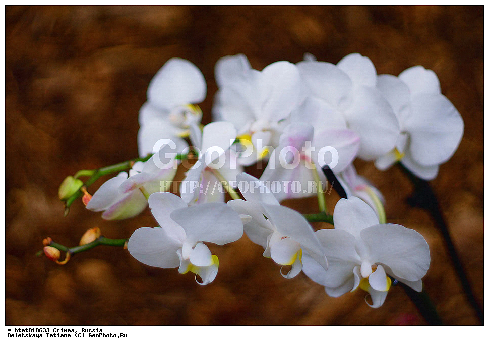 ������, ����, �������� ����������, ��� �������, �����, ��������, ��������, �����, ������ ��������, ���������� ��������, ��������� ��������, ���������, ����������� ��������, ������, �����, XYZ, ��������, ������������, �������, Orchidaceae, ����������, Phalaenopsis hybr.