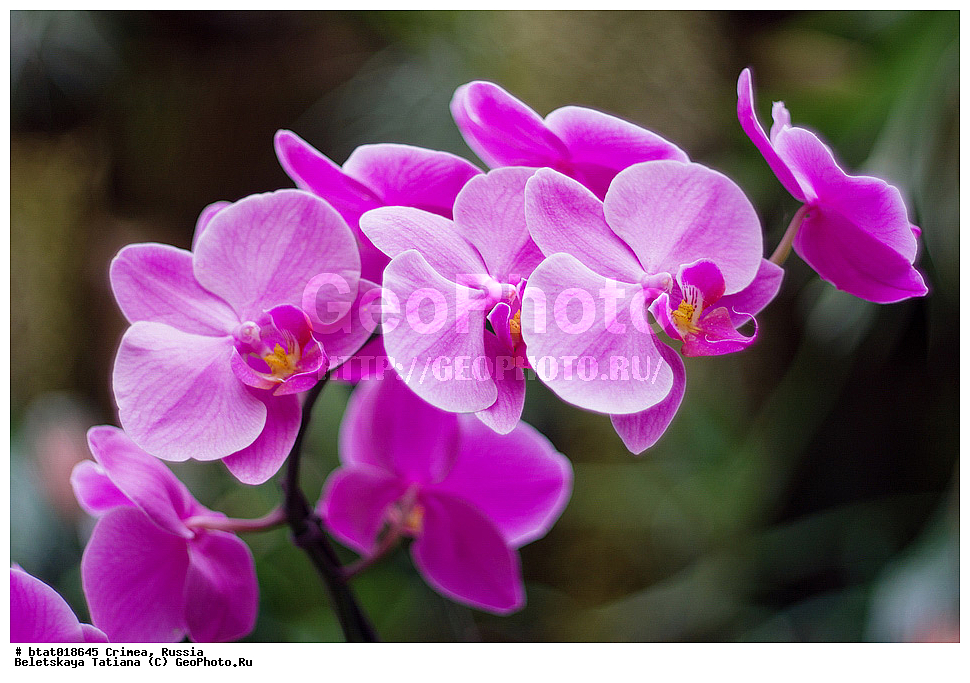 ������, ����, �������� ����������, ��� �������, �����, ��������, ��������, �����, ������ ��������, ���������� ��������, ��������� ��������, ���������, ����������� ��������, ������, �����, XYZ, ��������, ������������, �������, Orchidaceae, ����������, Phalaenopsis hybr.