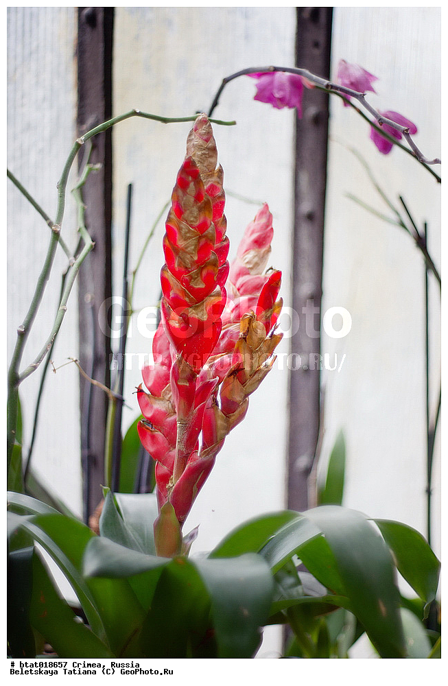 ������, ����, �������� ����������, ��� �������, �����, ��������