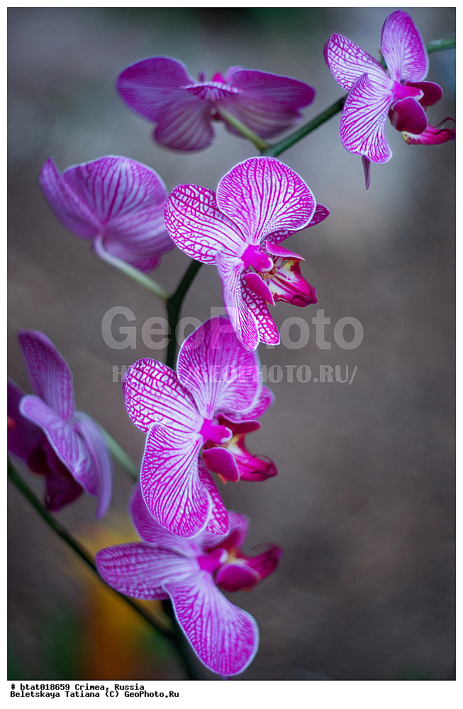 ������, ����, �������� ����������, ��� �������, �����, ��������, ��������, �����, ������ ��������, ���������� ��������, ��������� ��������, ���������, ����������� ��������, ������, �����, XYZ, ��������, ������������, �������, Orchidaceae, ����������, Phalaenopsis hybr.