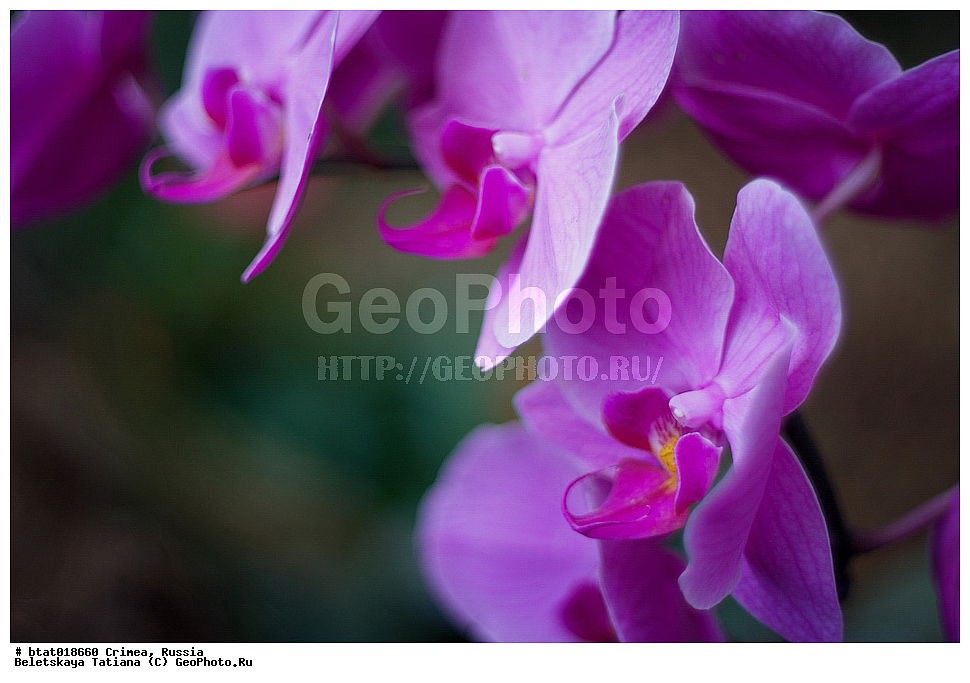 ������, ����, �������� ����������, ��� �������, �����, ��������,����������, ��������, �����, ������ ��������, ���������� ��������, ��������� ��������, ���������, ����������� ��������, ������, �����, XYZ, ��������, ������������, �������, Orchidaceae, ����������, Phalaenopsis hybr.