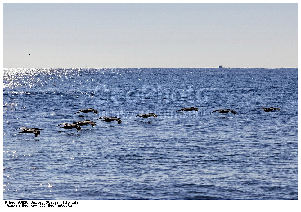 ���, �������, �������� � �����, , ��������, ��������, ��������, �����������, �����, �����, ������� �����, ������� �����, XYZ, �����������, Pelecanidae, ����� �������, ������������ ����� �������, Pelecanus occidentalis