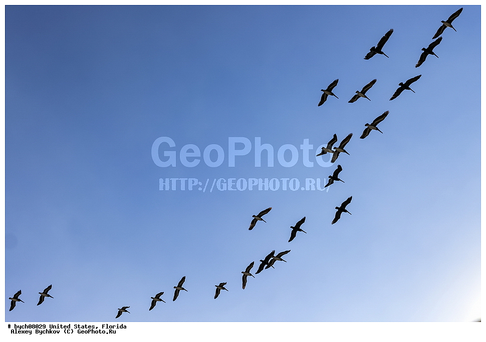 ���, �������, ��������, ��������, ��������, �����������, �����, �����, ������� �����, ������� �����, XYZ, �����������, Pelecanidae, ����� �������, ������������ ����� �������, Pelecanus occidentalis