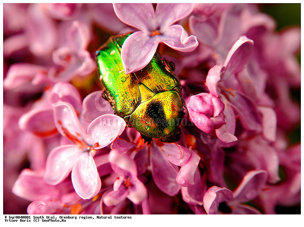  ����� ����, ������������ �������, ������������