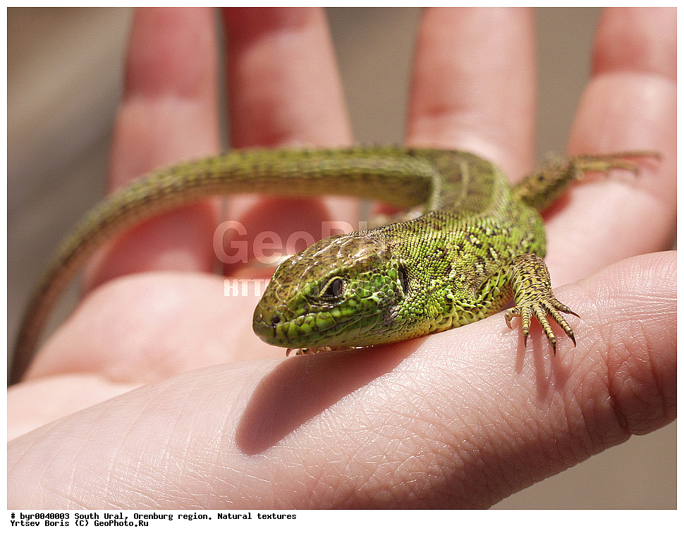  ����� ����, ������������ �������, ������������