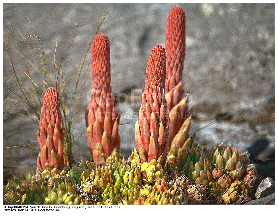  ����� ����, ������������ �������, ������������