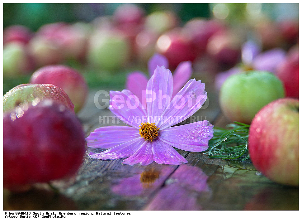  ����� ����, ������������ �������, ������������