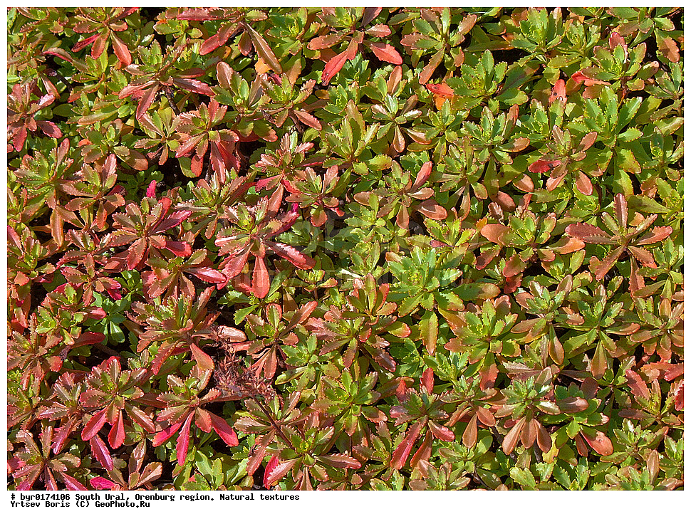 ����� ����, ������������ �������, ������������