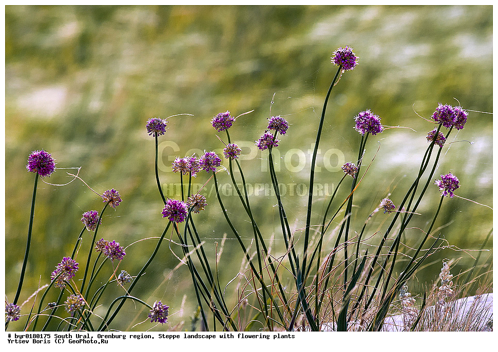  ����� ����, ������������ �������, ���������, �����, �������, ��������, �����, ������� ��������, ����� ���