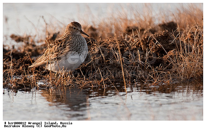 �������, ��������-��������� ����, ��������, ���������, ��������� ����, �����������, ����������, ����������, ����������, �����, ����, �� �������, �����, ������, ������ ��������, ��������, �������, �����, �����, ������, ��������, ��������, �����, �����, ��������, �����������, �����, ������, XYZ, ���������, Scolopacidae, �����, �����-�����, Calidris melanotos