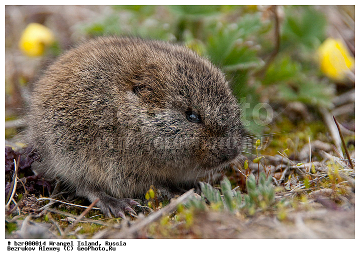 �������, ��������-��������� ����, ��������, ���������, ��������� ����, �����������, ����������, ����������, ����������, �������, ����, �� �������, �����, ������, ������ ��������, ��������, �������, �����, ��������� �������, ������, ���������, ��������, ��������, �������������, �������������, �����, �����, �������, XYZ, ���������, Cricetidae, ������� ��������, ��������� ������� ��������, Lemmus sibiricus portenkoi, ��������� �������, Lemmus sibiricus