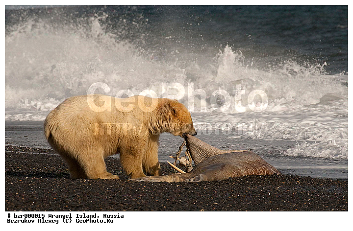 Ursus maritimus, �������, ����� �������, ��������-��������� ����, ��������, ���������, ��������� ����, �����������, ����������, ������, ����������, ����������, �� �����, �� �������, �����, �����, ������, ������ ��������, �����, ��������, �������, �����, �����, ������, � ������, �������������, �����, �����, XYZ, ��������, Ursidae, ����� �������, �������� �������, �������� �������, ������� �������, �����, Ursus maritimus