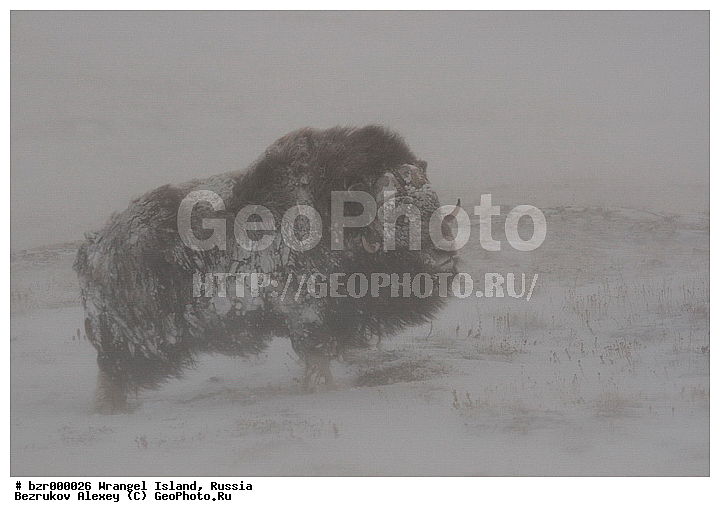 �������, ��������-��������� ����, ��������, ���������, ��������� ����, �����������, ����������, ����������, ����������, ������, �� �������, �������, �����, ������, ������ ��������, ��������, �������, �����, �����, ������, ��������, ��������, �������������, �������������, �����, �����, XYZ, ���������, Bovidae, �������, Ovibos moschatus