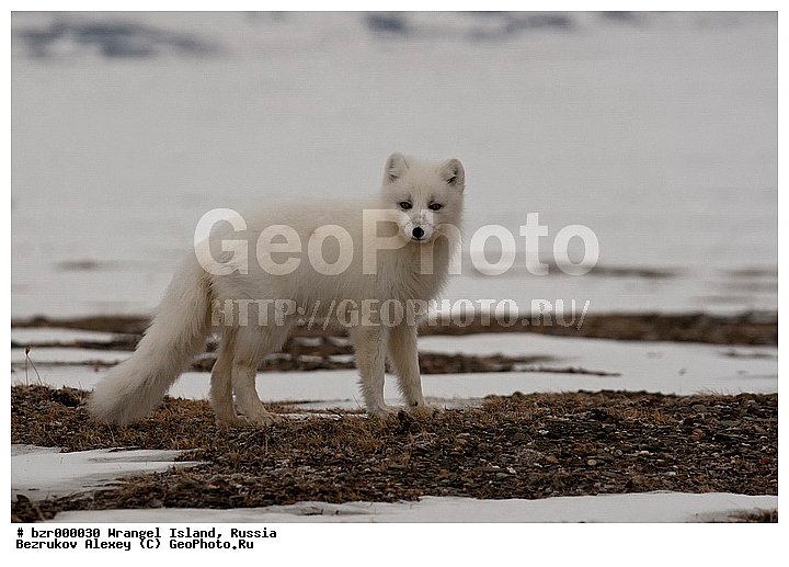 Arctic fox, �������, ��������-��������� ����, ��������, ���������, �����, ��������� ����, �����������, �����, ����������, �����, ����������, ����������, �� �������, �����, ������, ������ ��������, ��������, �������, ���������, �����, ������, �������������, �����, �����, ������, �������, ������, Canidae, XYZ, �������� ������, Alopex lagopus, Vulpes lagopus, ����������� ����