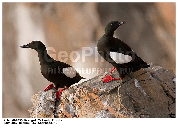 �������, ��������-��������� ����, ��������, ���������, ��������� ����, �����������, ����������, ���, ���, ����, ����������, ����������, ����, �� �����, �� �������, �����, ������, ������ ��������, ����, ��������, �������� ������, �������, �����, �����, ������, ������, ��������, ��������, �����, �����, ��������, �����������, ������� �����, ������� �����, XYZ, ����������, Alcidae, ������������ ������, Cepphus grylle