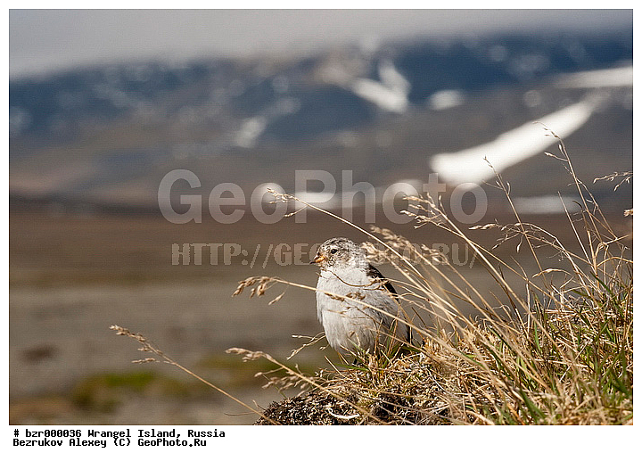 �������, ��������-��������� ����, ��������, ���������, ��������� ����, �����������, ����������, ����������, ����������, ����, �� �������, �����, ������, ������ ��������, ��������, �������, �����, �����, �������, �����, �����, ������, ��������, ��������, �����, �����, ��������, �����������, XYZ, ����������, Emberizidae, �������, C������ ����������, Plectrophenax nivalis