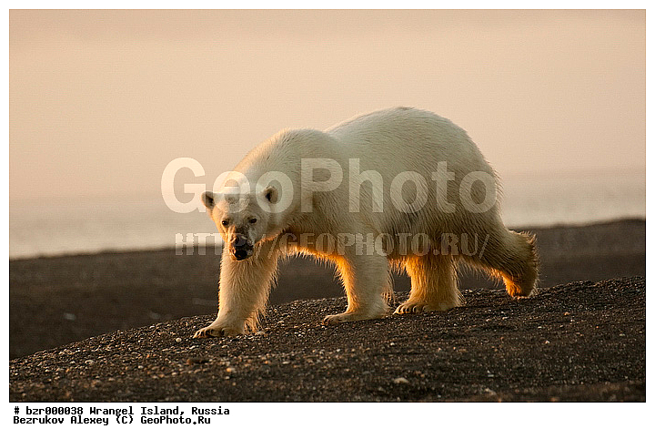 Ursus maritimus, �������, ����� �������, ��������-��������� ����, ��������, ���������, ��������� ����, �����������, ����������, ����������, ����������, ����, �� �������, �����, ������, ������ ��������, ��������, �������, �����, �����, ������, �������������, �����, �����, XYZ, ��������, Ursidae, ����� �������, �������� �������, �������� �������, ������� �������, �����, Ursus maritimus