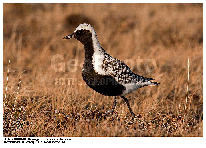 �������, ��������-��������� ����, ��������, ���������, ��������� ����, �����������, ����������, ����������, ����������, �����, ����, �� �������, �����, ������, ������ ��������, ��������, �������, �����, �����, �����, ������, ��������, ��������, �����, �����, ��������, �����������, �����, ������, XYZ, ���������, Charadriidae, �����, Pluvialis squatarola