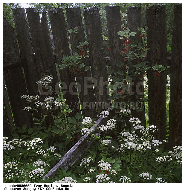 �������� �������, ����, ������