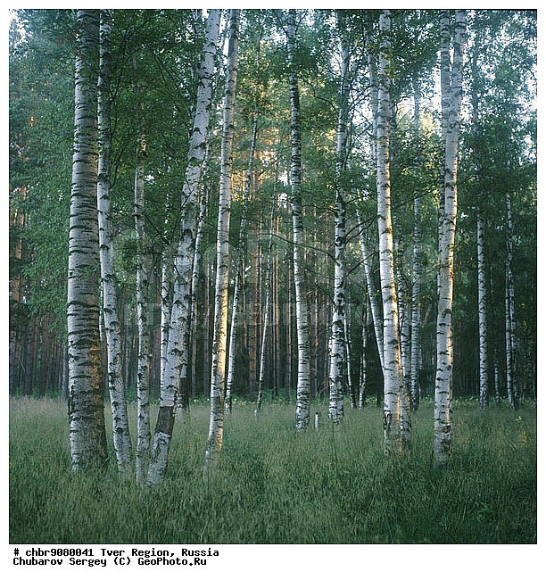 �������� �������, ����, ������