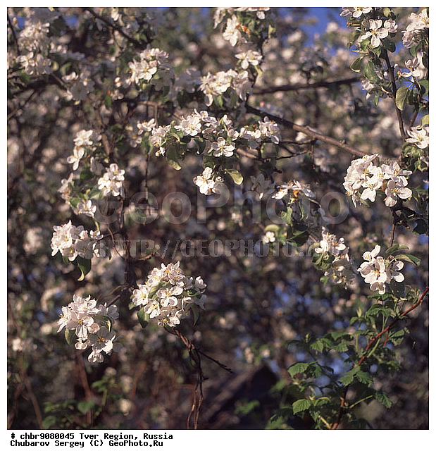 �������� �������, ����, ������