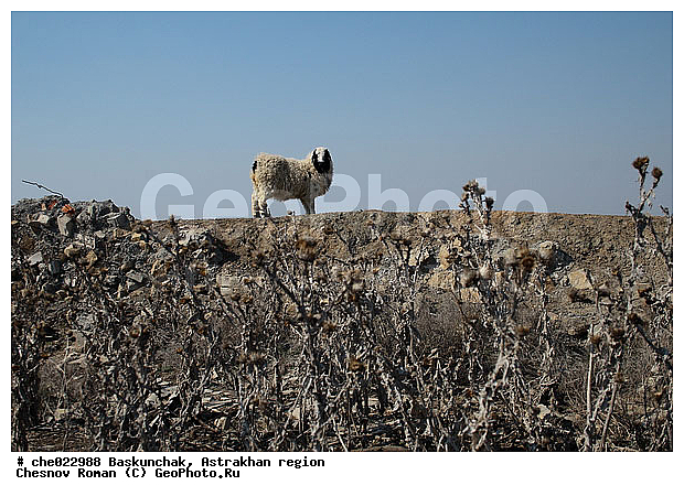 �����, ����