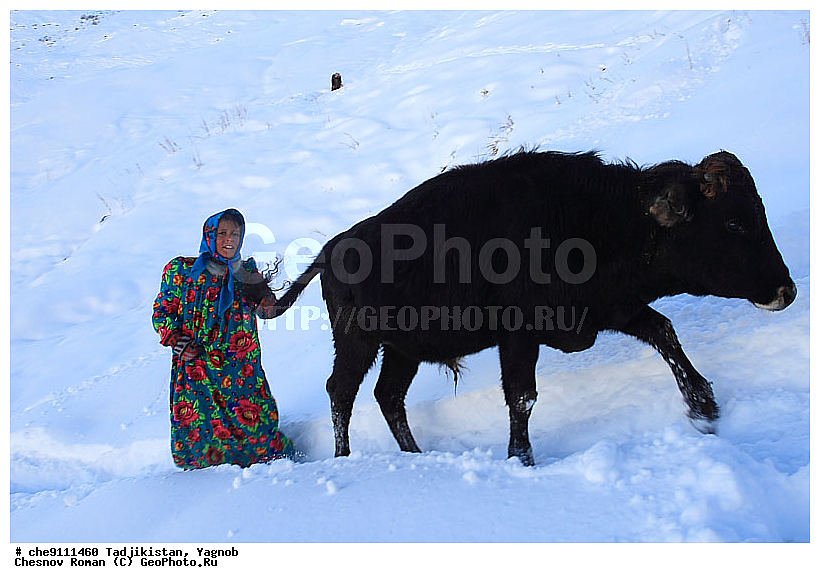 �����������, ����������, �����, �������