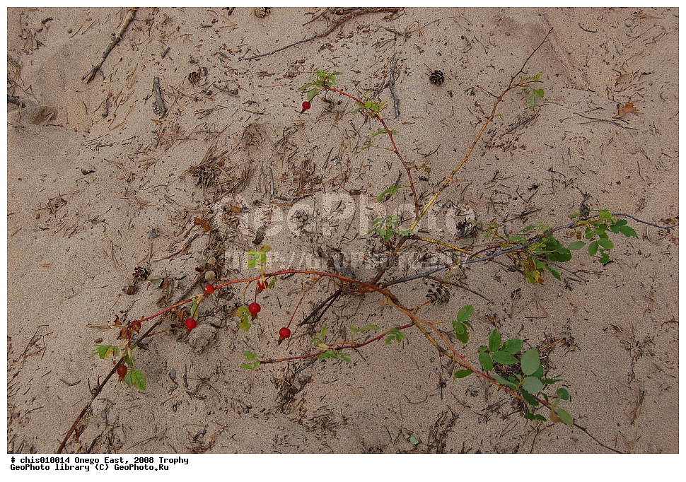 �����, ������, �����, 2008, ���, �����������, �����