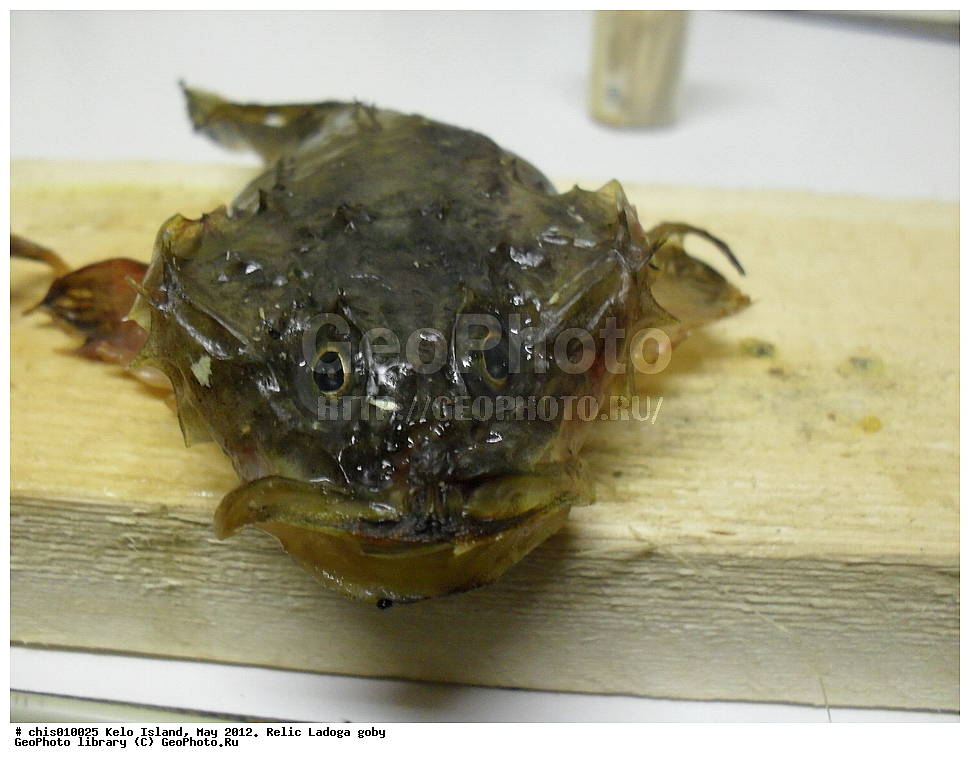 ������, ����, ���, 2012, ����, ���������� ��������� �����