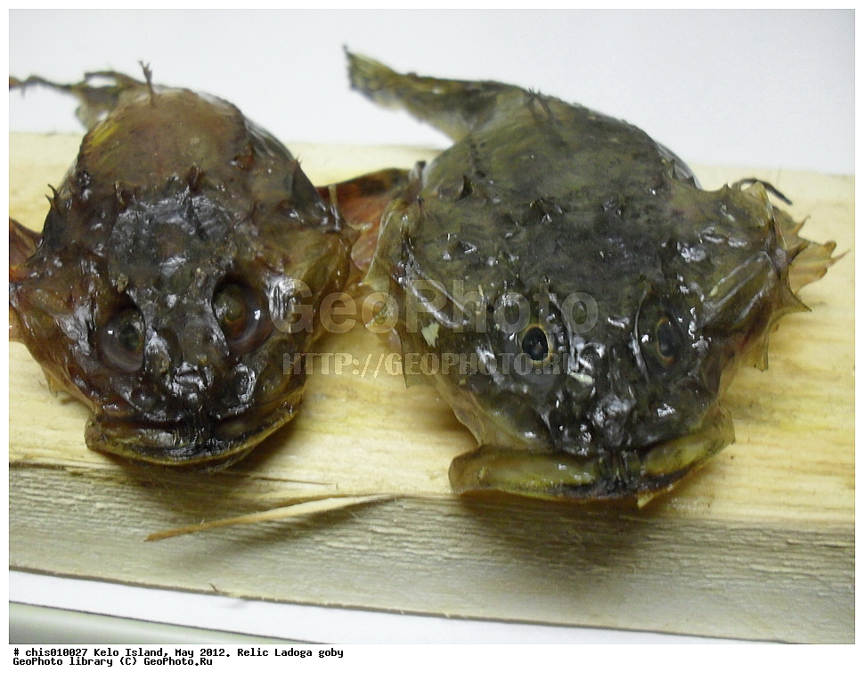 ������, ����, ���, 2012, ����, ���������� ��������� �����