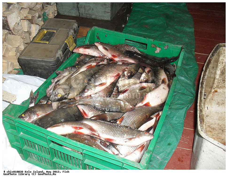 ������, ����, ���, 2012, ����