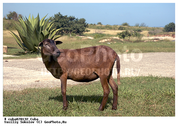 ����, ��������, �������������