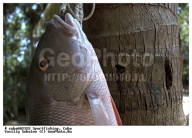 ����, ������, ������, ��������� ����, ����, �������, ���� �� ������