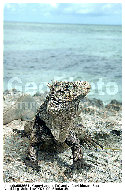 ����-�����, ��������� ����, ����, ������, ����, ������� ������, �����, ������, ������ � ������, �����, �����-����-���, ���� �����, ��������� ���-���������, ���������� ����, ��������, ��������, ��������������, ��������������, ��������, ��������, �������, �������, XYZ, ���������, Iguanidae, ��������� �������, Cyclura nubila