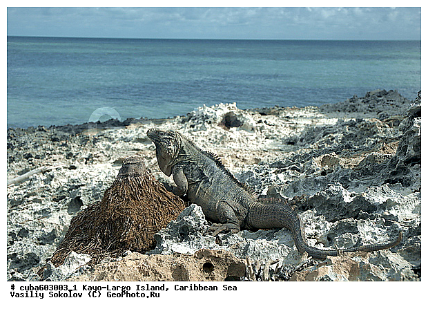 ����-�����, ��������� ����, ����, ������, ����, ������� ������, �����, ������, ������ � ������, �����, �����-����-���, ���� �����, ��������� ���-���������, ���������� ����, ��������, ��������, ��������������, ��������������, ��������, ��������, �������, �������, XYZ, ���������, Iguanidae, ��������� �������, Cyclura nubila