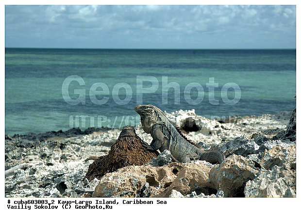 ����-�����, ��������� ����, ����, ������, ����, ������� ������, �����, ������, ������ � ������, �����, �����-����-���, ���� �����, ��������� ���-���������, ���������� ����, ��������, ��������, ��������������, ��������������, ��������, ��������, �������, �������, XYZ, ���������, Iguanidae, ��������� �������, Cyclura nubila