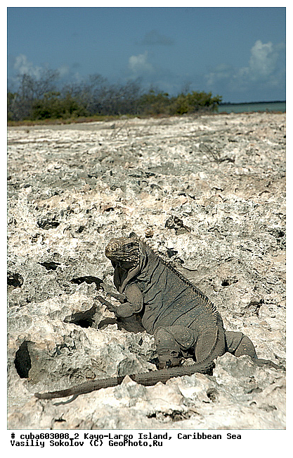 ����-�����, ��������� ����, ����, ������, ����, ������� ������, �����, ������, ������ � ������, �����, �����-����-���, ���� �����, ��������� ���-���������, ���������� ����, ��������, ��������, ��������������, ��������������, ��������, ��������, �������, �������, XYZ, ���������, Iguanidae, ��������� �������, Cyclura nubila