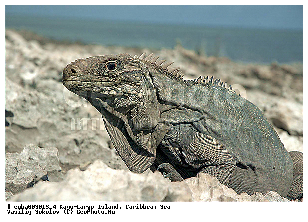 ����-�����, ��������� ����, ����, ������, ����, ������� ������, �����, ������, ������ � ������, �����, �����-����-���, ���� �����, ��������� ���-���������, ���������� ����, ��������, ��������, ��������������, ��������������, ��������, ��������, �������, �������, XYZ, ���������, Iguanidae, ��������� �������, Cyclura nubila