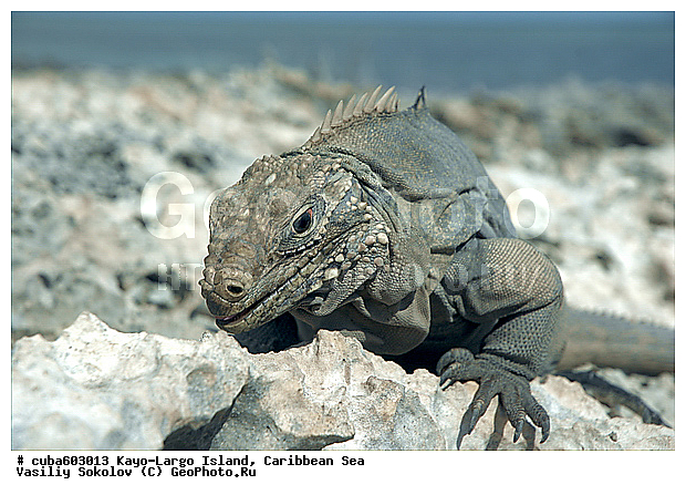 ����-�����, ��������� ����, ����, ������, ����, ������� ������, �����, ������, ������ � ������, �����, �����-����-���, ���� �����, ��������� ���-���������, ���������� ����, ��������, ��������, ��������������, ��������������, ��������, ��������, �������, �������, XYZ, ���������, Iguanidae, ��������� �������, Cyclura nubila