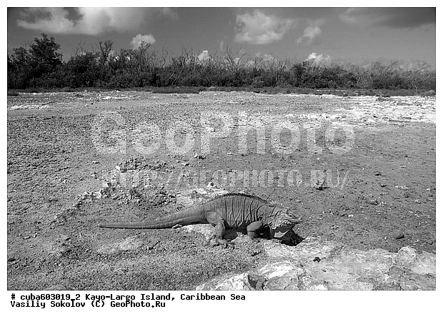 ����-�����, ��������� ����, ����, ������, ����, ������� ������, �����, ������, ������ � ������, �����, �����-����-���, ���� �����, ��������� ���-���������, ���������� ����, ��������, ��������, ��������������, ��������������, ��������, ��������, �������, �������, XYZ, ���������, Iguanidae, ��������� �������, Cyclura nubila