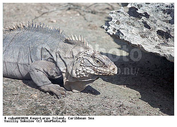 ����-�����, ��������� ����, ����, ������, ����, ������� ������, �����, ������, ������ � ������, �����, �����-����-���, ���� �����, ��������� ���-���������, ���������� ����, ��������, ��������, ��������������, ��������������, ��������, ��������, �������, �������, XYZ, ���������, Iguanidae, ��������� �������, Cyclura nubila
