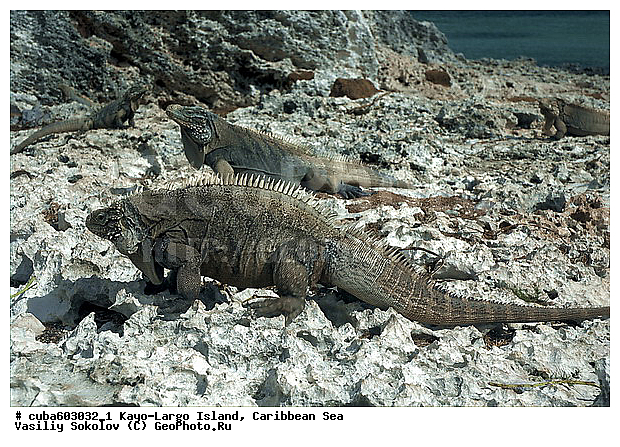 ����-�����, ��������� ����, ����, ������, ����, ������� ������, �����, ������, ������ � ������, �����, �����-����-���, ���� �����, ��������� ���-���������, ���������� ����, ��������, ��������, ��������������, ��������������, ��������, ��������, �������, �������, XYZ, ���������, Iguanidae, ��������� �������, Cyclura nubila