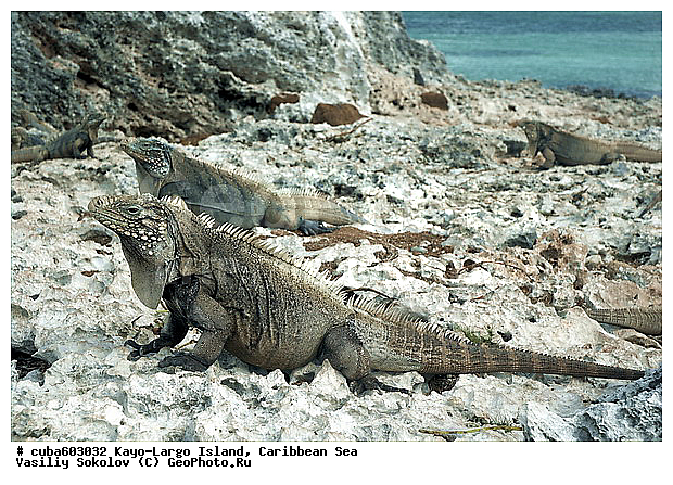 ����-�����, ��������� ����, ����, ������, ����, ������� ������, �����, ������, ������ � ������, �����, �����-����-���, ���� �����, ��������� ���-���������, ���������� ����, ��������, ��������, ��������������, ��������������, ��������, ��������, �������, �������, XYZ, ���������, Iguanidae, ��������� �������, Cyclura nubila