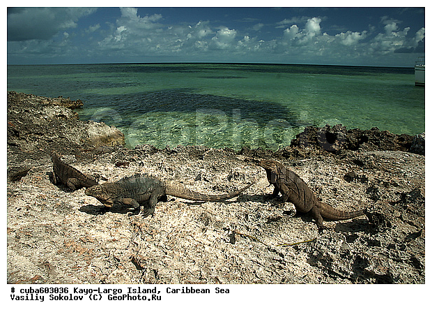 ����-�����, ��������� ����, ����, ������, ����, ������� ������, �����, ������, ������ � ������, �����, �����-����-���, ���� �����, ��������� ���-���������, ���������� ����, ��������, ��������, ��������������, ��������������, ��������, ��������, �������, �������, XYZ, ���������, Iguanidae, ��������� �������, Cyclura nubila