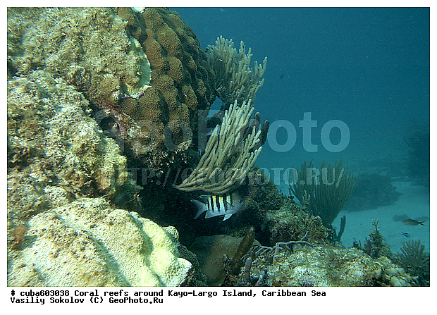 ����-�����, ������, ����, ���������� ���, �������, ����, ��������� ���, ���, ����