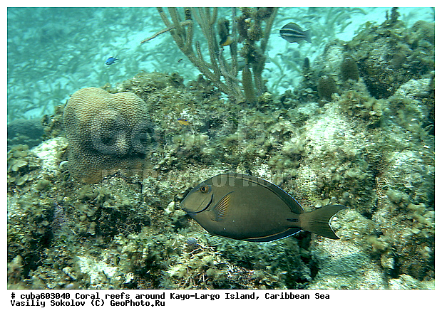 ����-�����, ������, ����, ���������� ���, �������, ����, ��������� ���, ���, ����