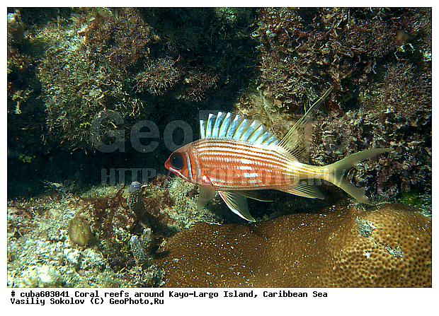 ����-�����, ������, ����, ���������� ���, �������, ����, ��������� ���, ���, ����