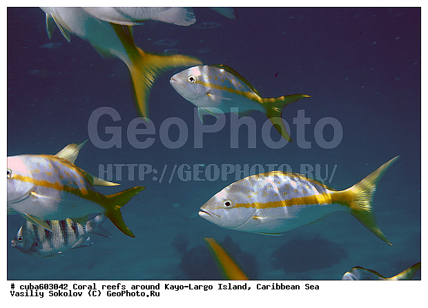 ����-�����, ������, ����, ���������� ���, ����, ��������� ���, ����